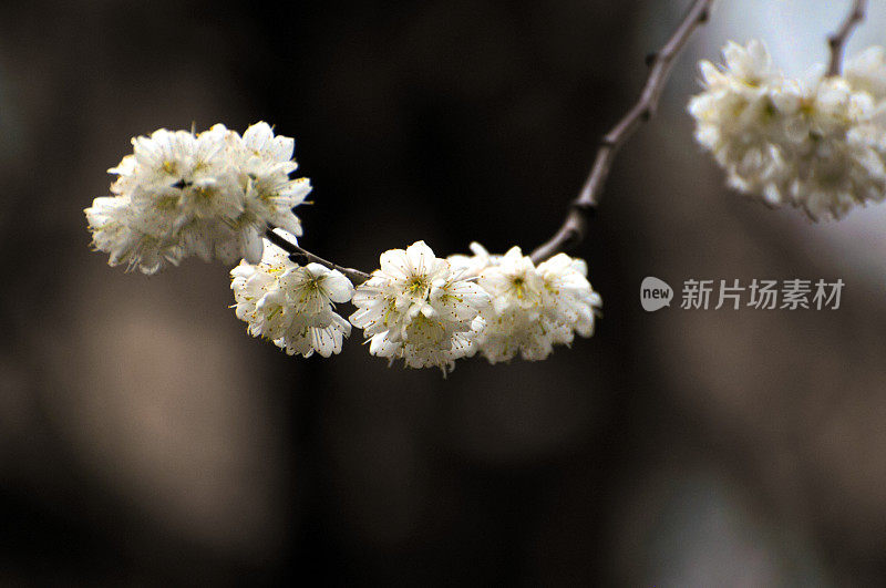 黑刺李花朵