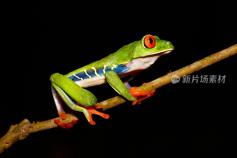 哥斯达黎加晚上的红眼树蛙