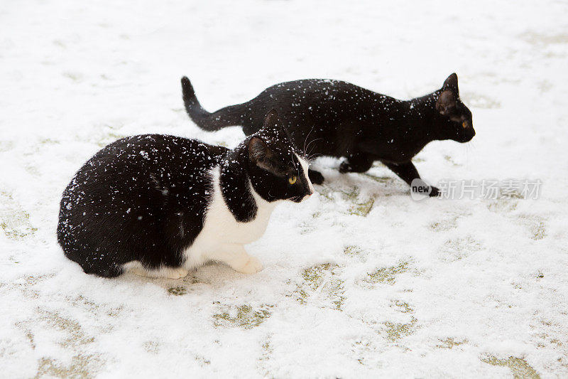 两只猫在雪中等待