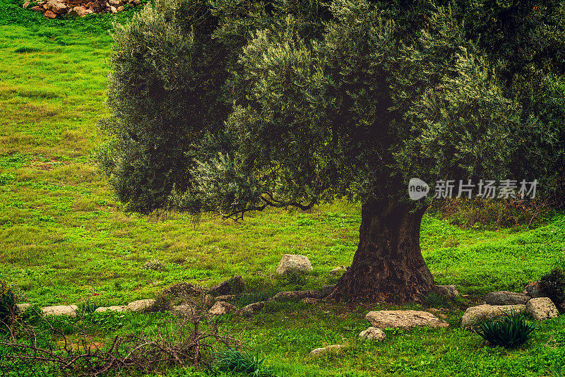 地中海橄榄种植园