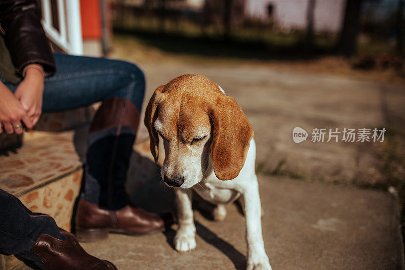 年轻女人和比格犬