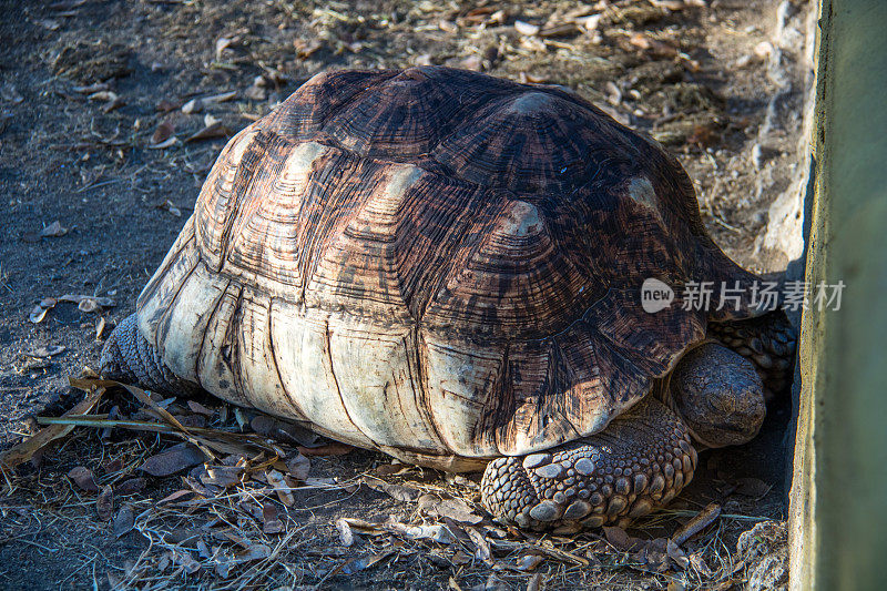 埃塞俄比亚:非洲盾臂龟