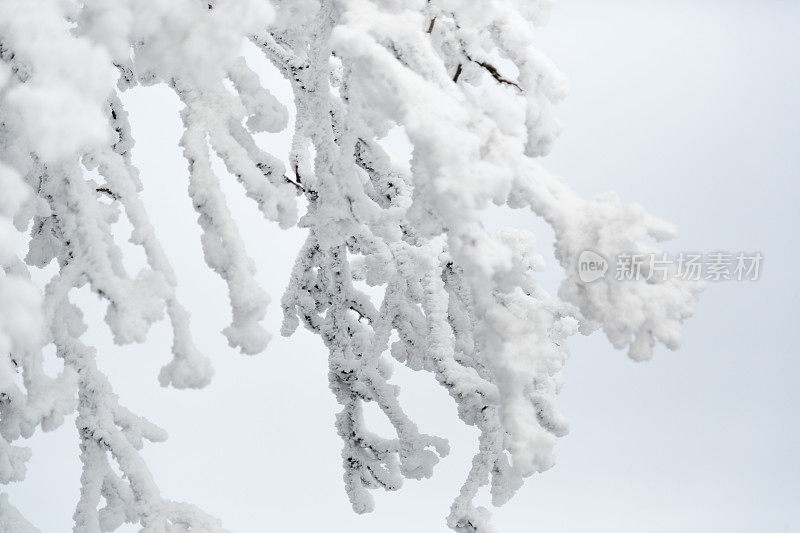 德国温特堡，一棵白雪覆盖的松树