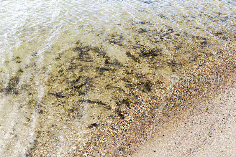 海藻在水下