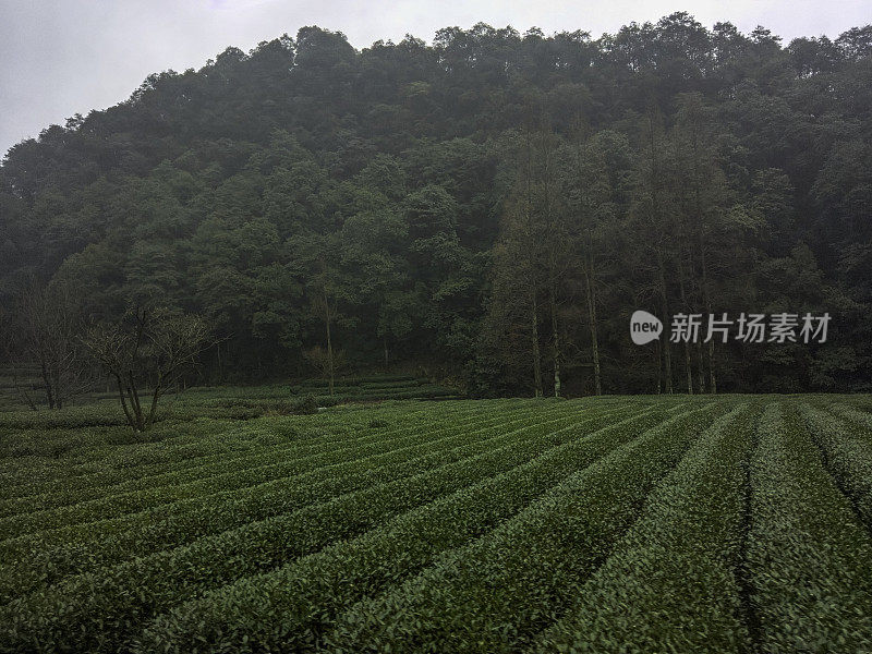 杭州附近的绿茶农场