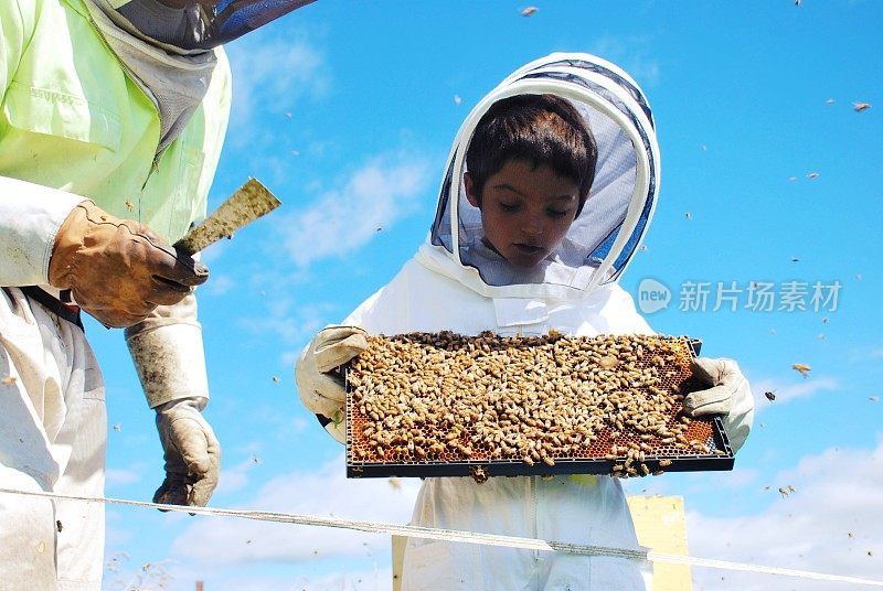 穿蜜蜂服的孩子帮助养蜂爸爸