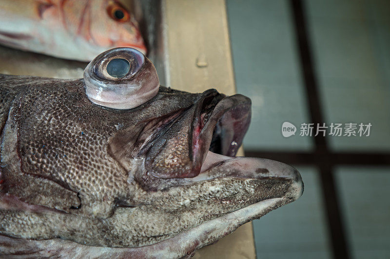 市场里的深海鱼