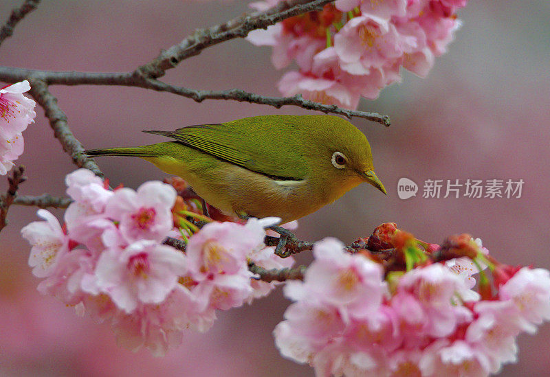 日本白眼睛享受吮吸樱花花蜜