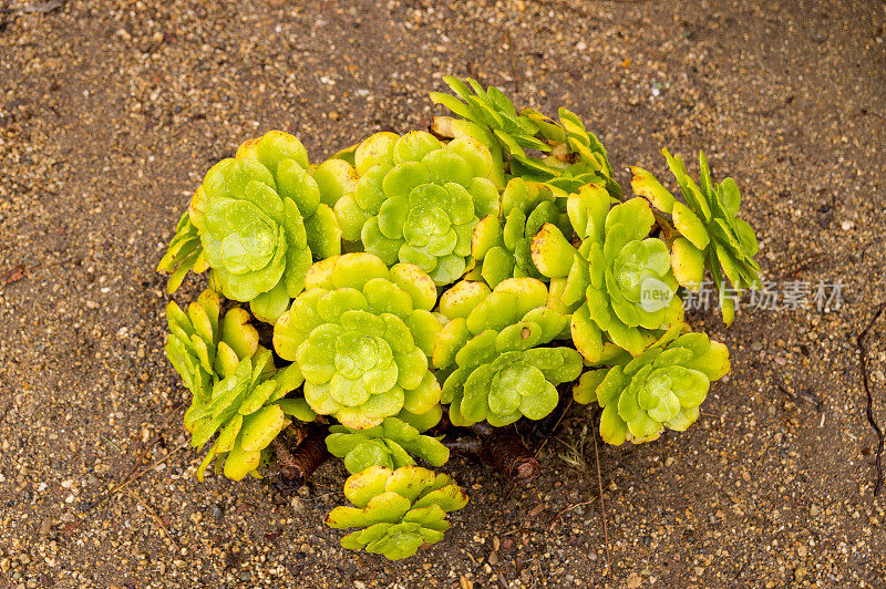 从上往下看肉质植物生长在加州圣地亚哥