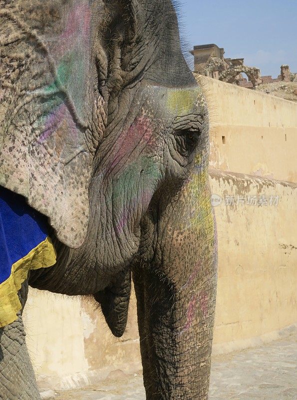 图片中的印度拉贾斯坦邦大象脸上涂着胡里节的彩色彩粉，大象骑在印度照片中的眼睛、耳朵和鼻子