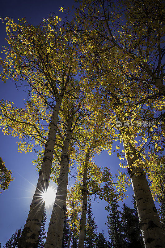 秋天的颜色随着科罗拉多州白杨树的变化而变化