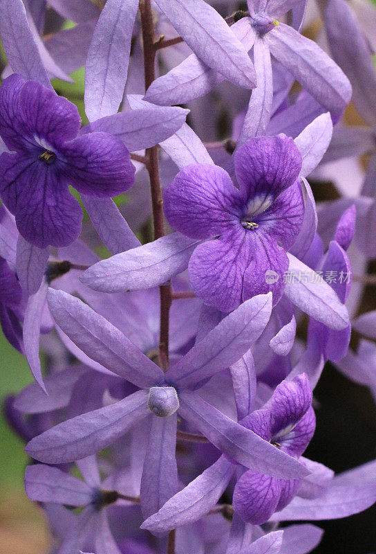 紫色花朵特写镜头