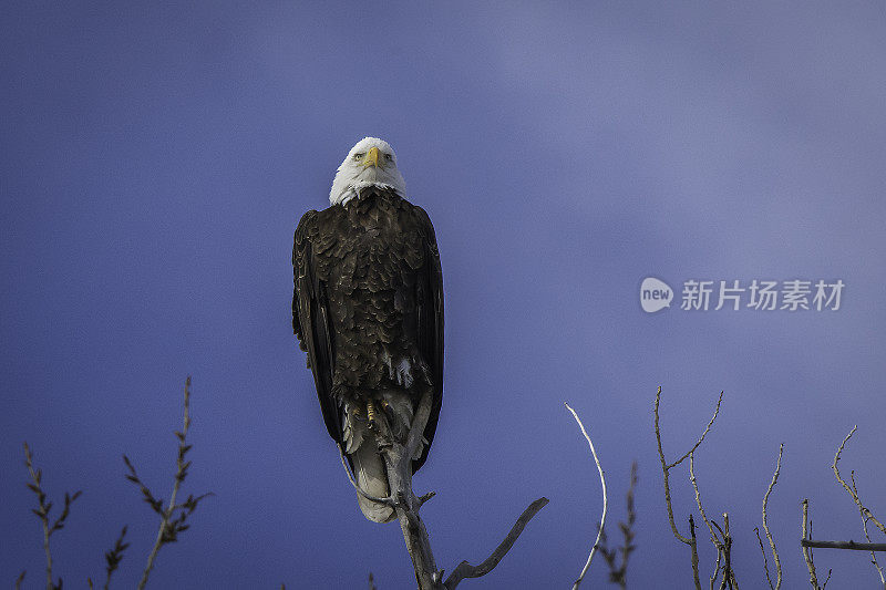 一只秃鹰栖息在树顶上