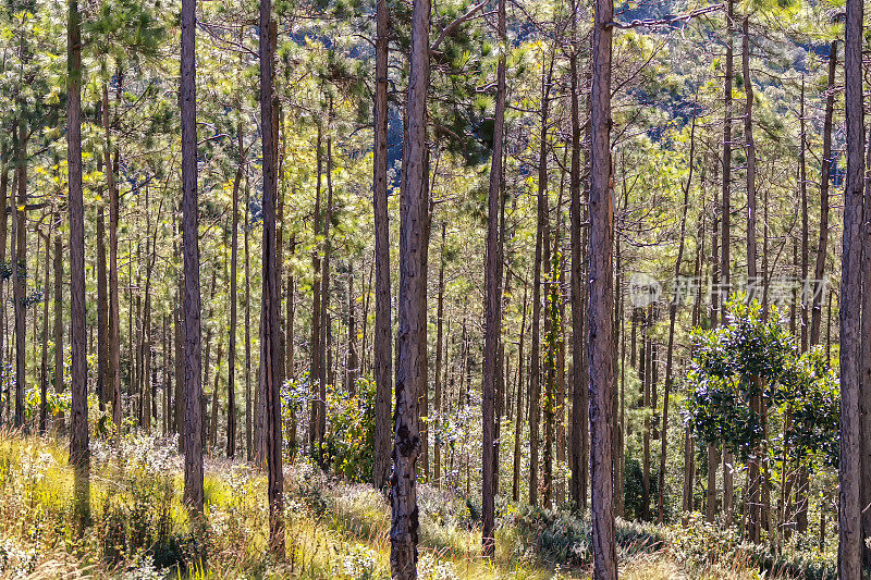 松树林内拍摄的美丽风景。