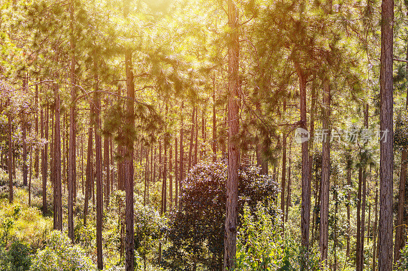 松树林内拍摄的美丽风景。