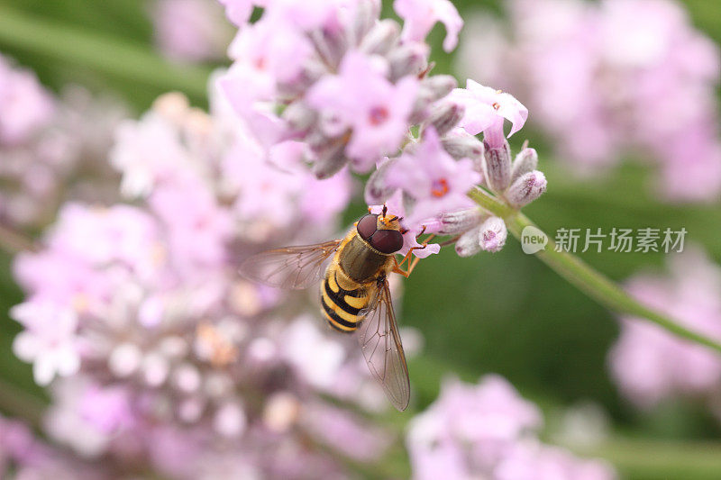 乘坐薰衣草