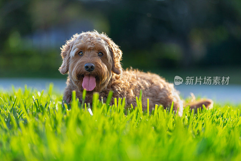 金毛狗在凉爽的草地上休息
