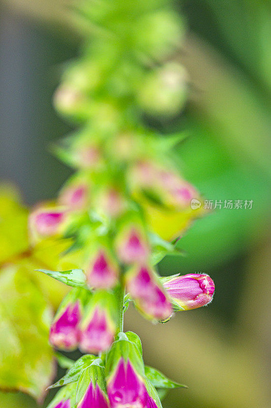 金鱼草属植物的花蕾