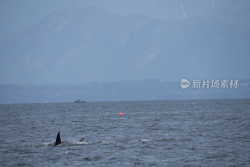 浅色虎鲸