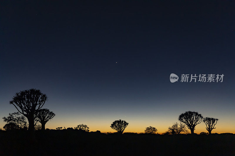 金星和夜空在箭袋树森林，南纳米比亚