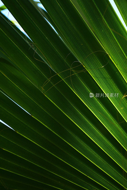阳光照在棕榈叶上的亮黄色接缝处