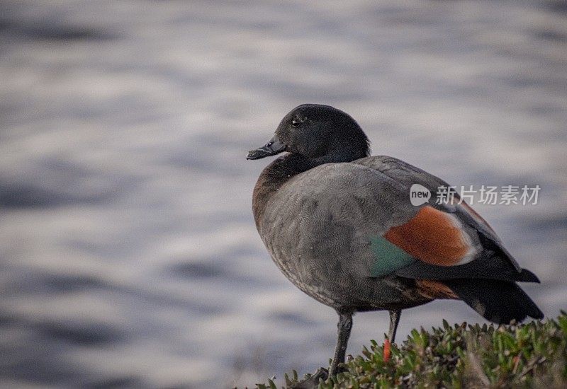 雄性天堂Shelduck新西兰