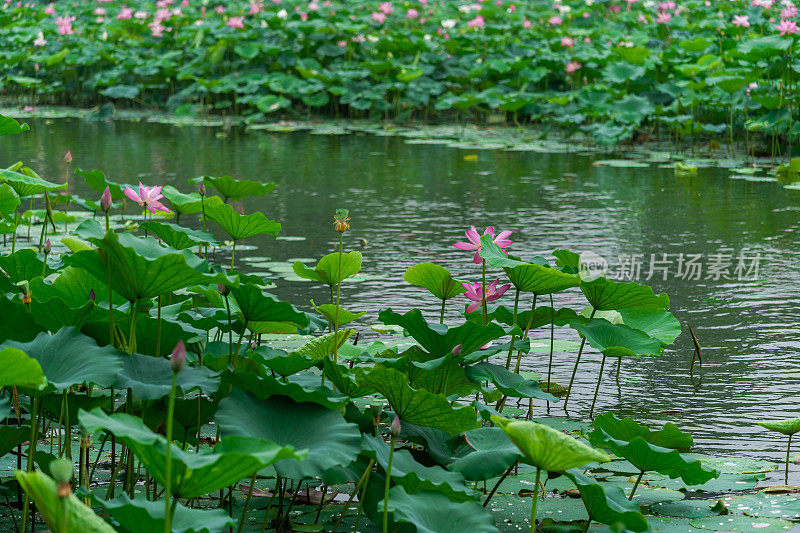 荷花与河