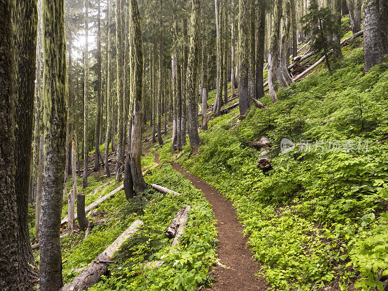 徒步旅行路线西部俄勒冈铁山在森林树木