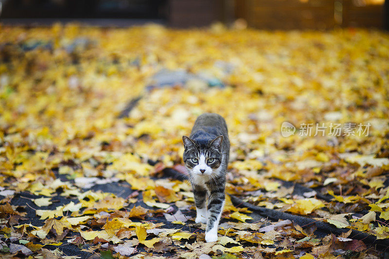 一只带着秋叶的虎斑猫