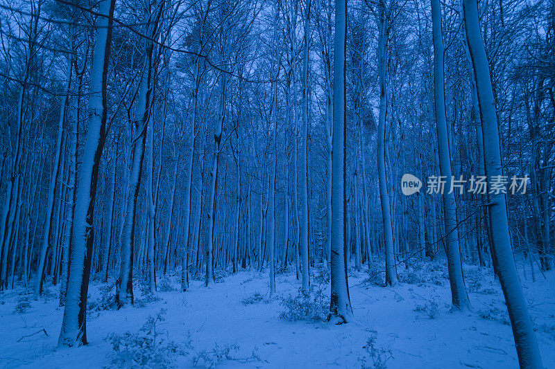 月光下的雪林