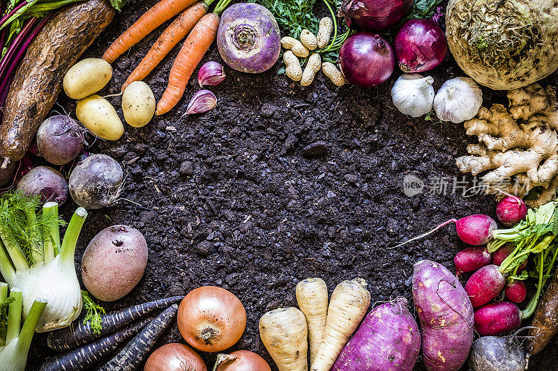 健康食品:有机根，豆类和块茎植物。