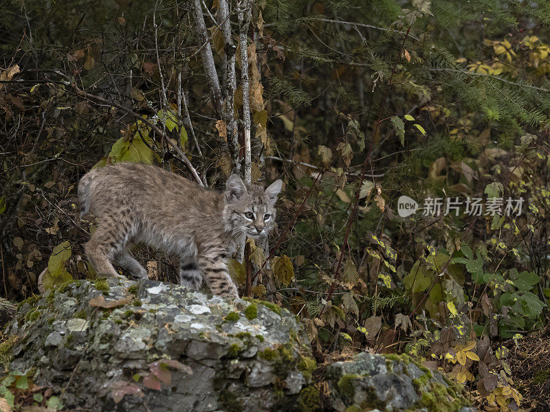 山猫小猫在山顶岩石自然秋季设置圈养