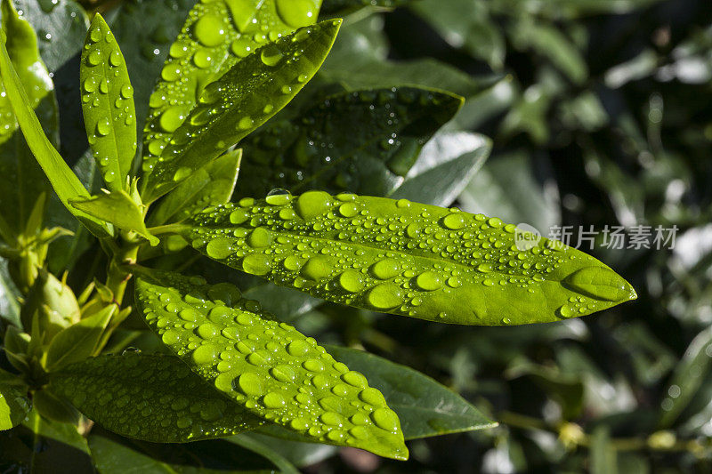 雨点落在绿色的杜鹃花叶子上