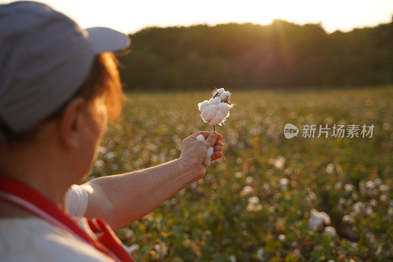 棉花采摘的季节。在棉花田间工作的活跃的高级职员CU。在金色的夕阳下，农学家在收获前对作物进行评估。