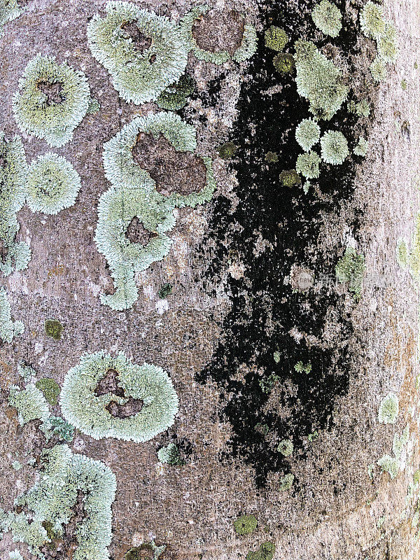 树干上有苔藓，特写