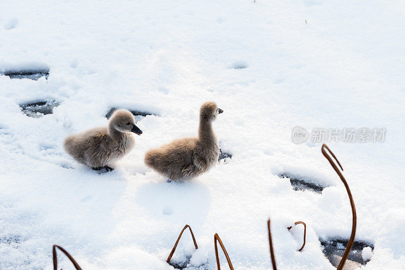 雪中可爱的黑天鹅小天鹅