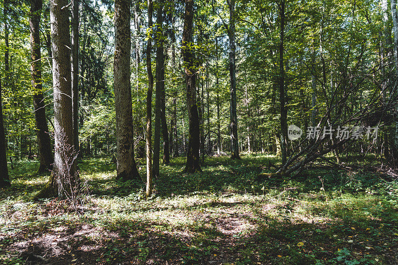 在Białowieża森林的严格保护区内。