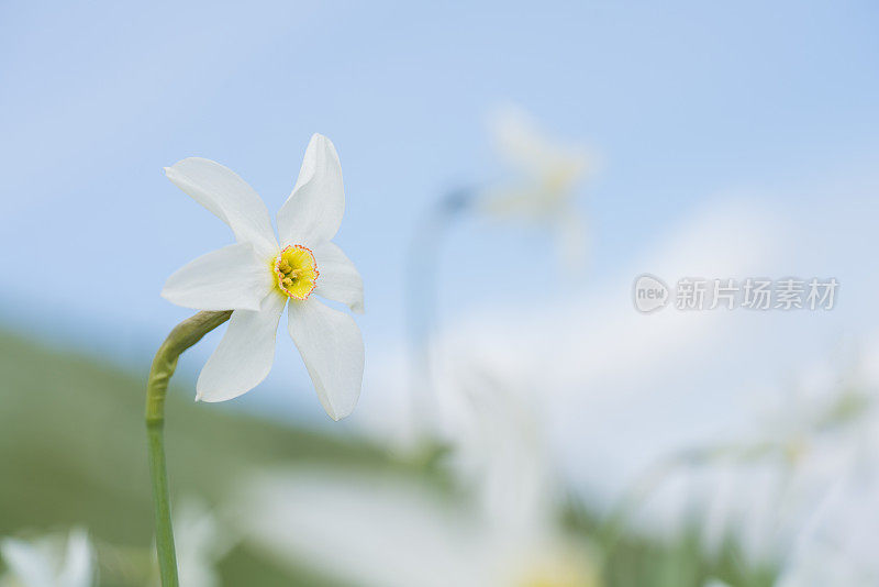 水仙花水仙花在模糊的花田上的山顶，Golica，斯洛文尼亚