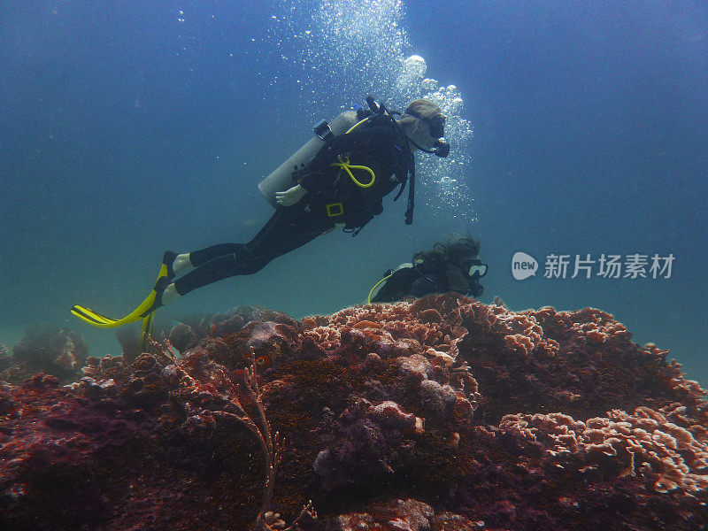 潜水员享受美丽的海洋生活。