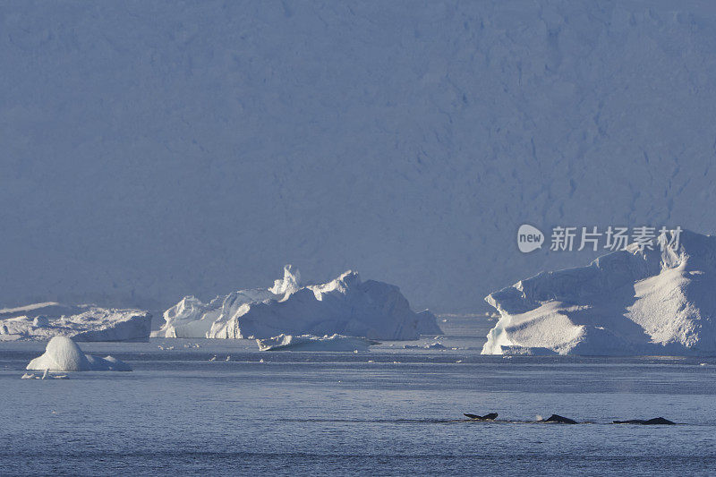 野生座头鲸在壮观的风景南极半岛在大南大洋