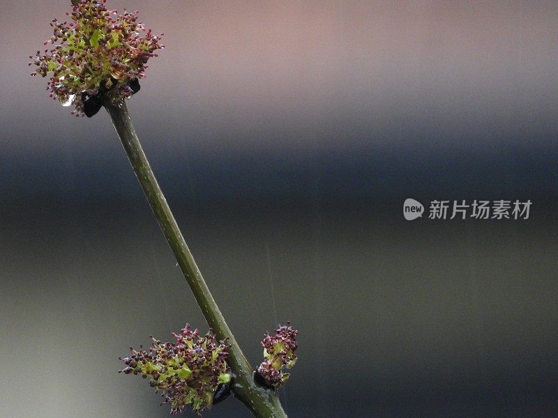 雨后春笋