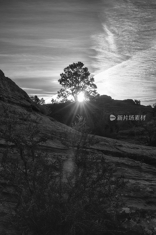 黑色和白色的垂直图像日出通过一棵树在西南