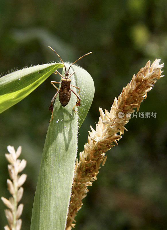 臭虫感染