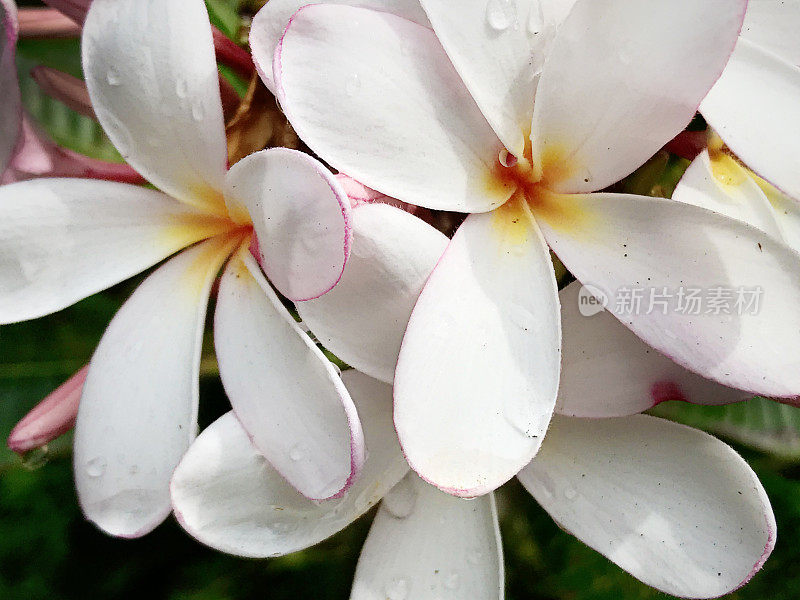 热带白鸡蛋花的极端特写