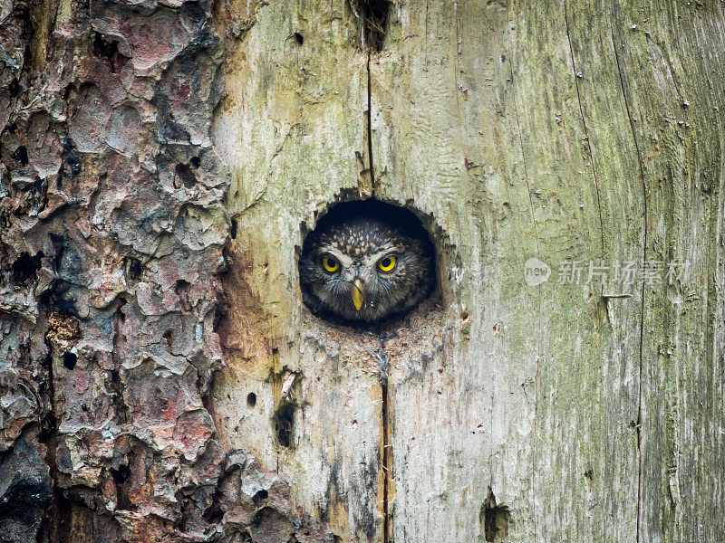 小猫头鹰(雅典娜noctua)从树洞里向外张望