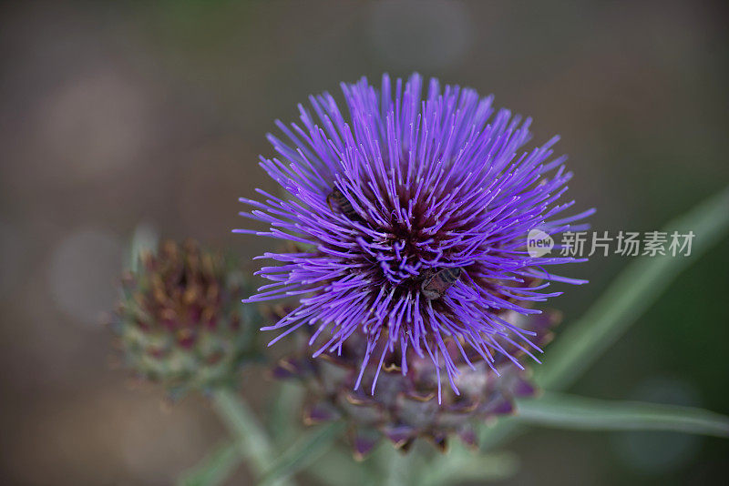 充满异域风情的花朵