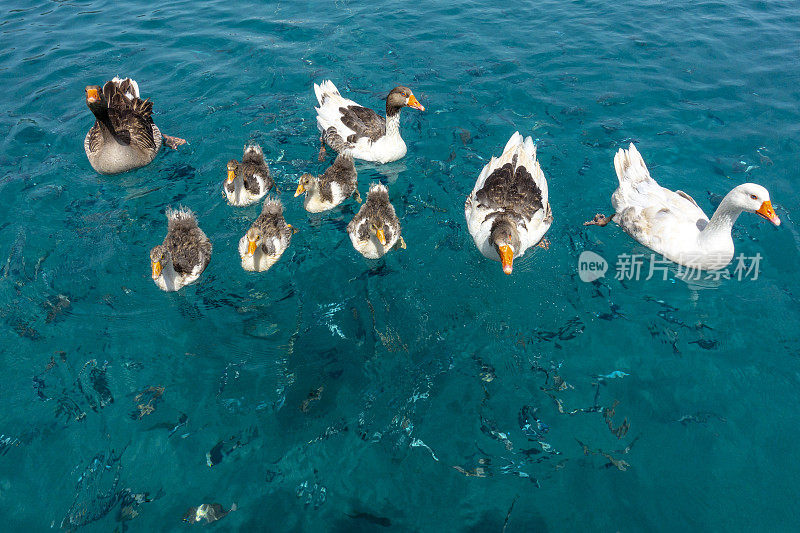 在海上的游艇上喂鸭子一家