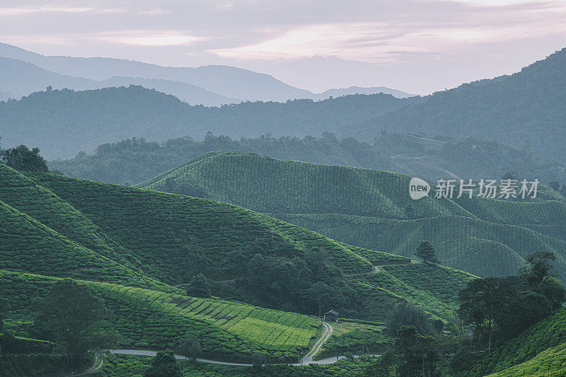 清晨在卡梅隆高地的茶园里种植茶树