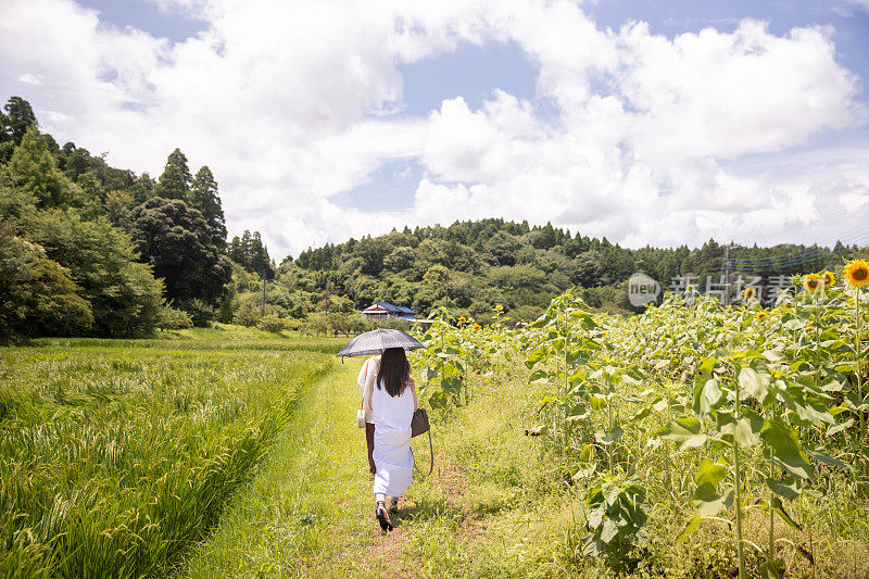 夏天，年轻女子走在向日葵园