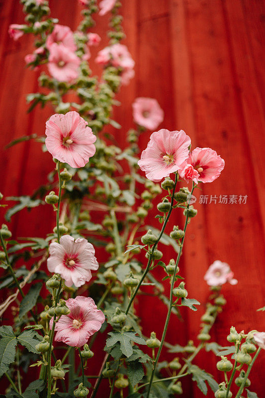 花alcea，玫瑰红，常见的蜀葵，在户外的红色墙壁在夏天